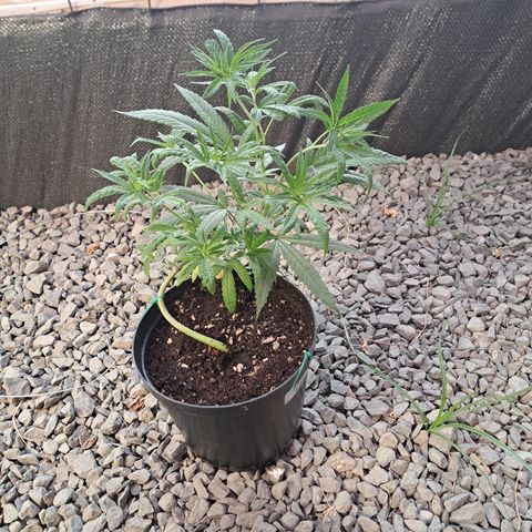 Sativa CBD growlog timeline photo