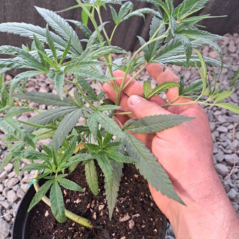 Sativa CBD growlog photo: Primera semana en sala de crecimiento exterior 