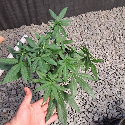 Fresas y Rosas II growlog timeline photo