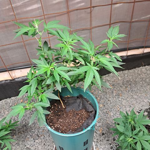 Selva Negra growlog timeline photo