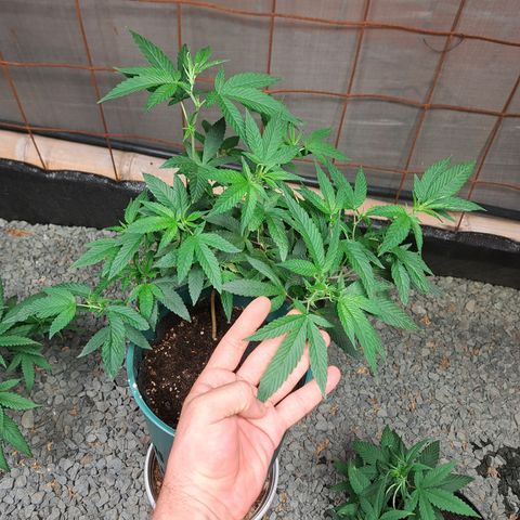 Selva Negra growlog photo: Primera semana en sala de crecimiento exterior 