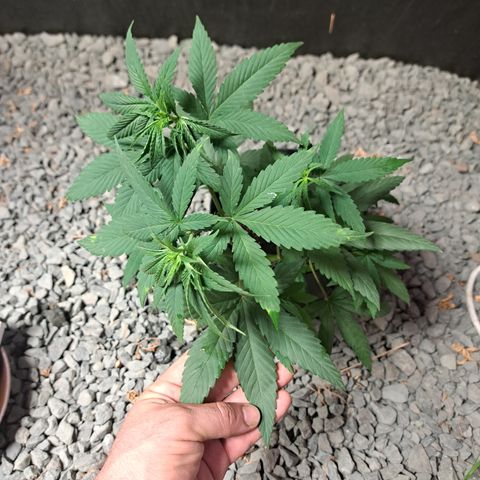 Dagga I growlog timeline photo