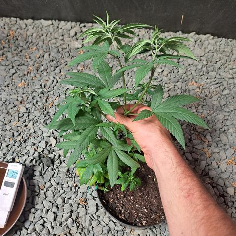 Dagga I growlog photo: Primera semana en sala de crecimiento exterior 