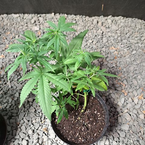 Calima I growlog timeline photo