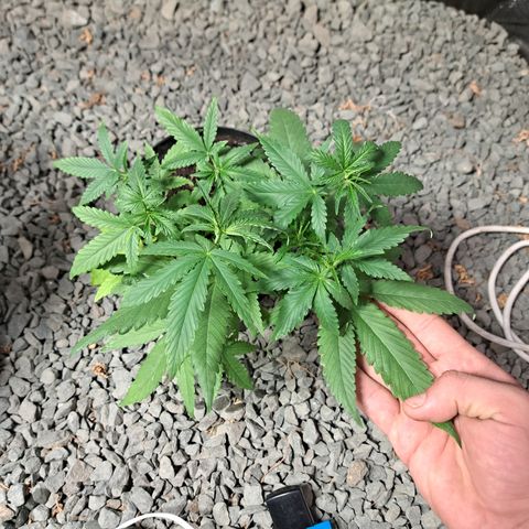 Calima I growlog photo: Primera semana en sala de crecimiento exterior 