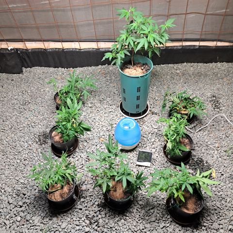 Calima II growlog photo: Primera semana en invernadero 
Se aplica suplemento de calcio pulverizado en capa superficial sobre el sustrato posterior al fertilizante, se riega con agua y por último se esparce la Quitina como superficie protectora