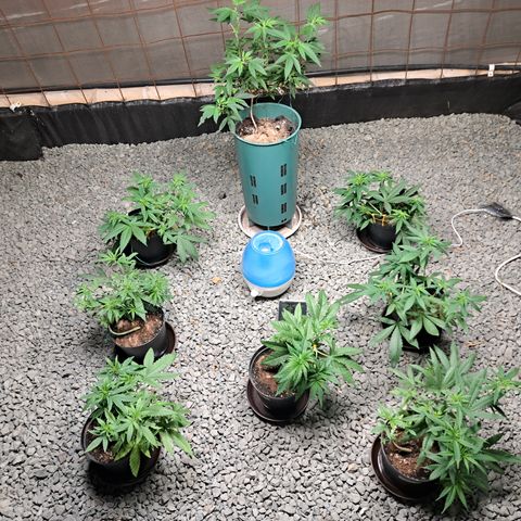 Calima II growlog photo: Post LST