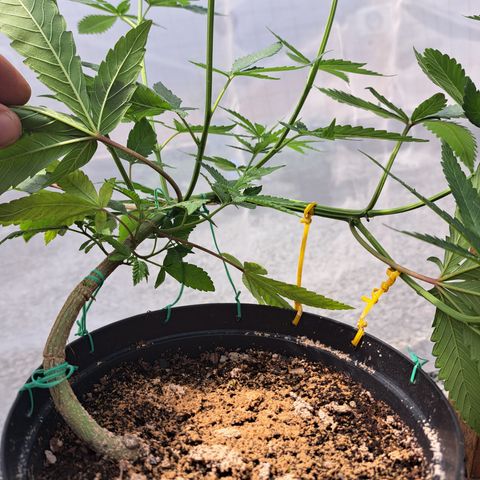 Fresas y Rosas I growlog photo: Resultado del LST (entrenamiento de bajo estrés) 