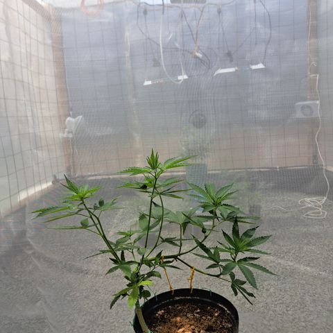 Fresas y Rosas I growlog photo: Resultados de los entrenamientos combinados con una poda Apical 
5 ramas secundarias y dos principales 