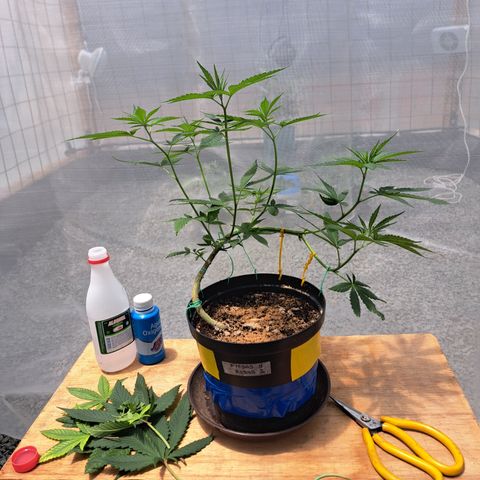 Fresas y Rosas I growlog photo: Defoliacion de hojas más grandes para favoreces el crecimiento de las hojas de las ramas secundarias.
Trampas cromáticas para monitoreo de posibles plagas (Preventivo)