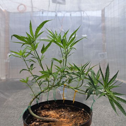 Sativa CBD growlog photo: Resultado de los entrenamientos combinados con una poda apical
9 ramas secundarias y dos ramas principales 