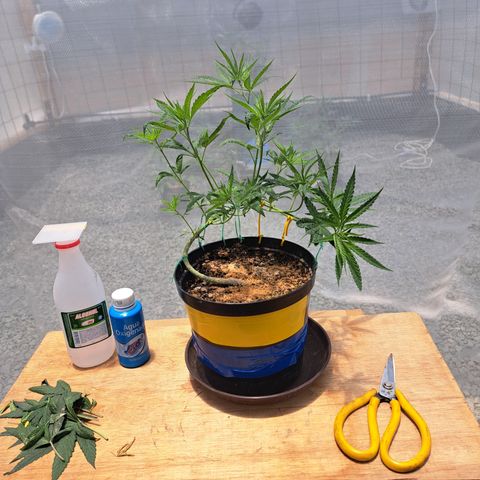 Sativa CBD growlog photo: 
Defoliacion de las hojas inferiores más grandes para favorecer el crecimiento de las ramas secundarias 
Trampas cromáticas para monitoreo de posibles plagas.