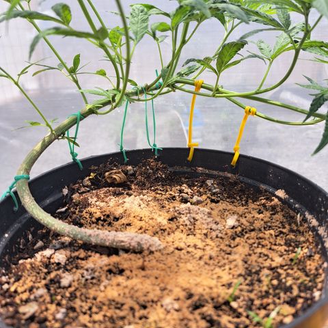 Sativa CBD growlog photo: Resultados LST (entrenamiento de bajo estrés)