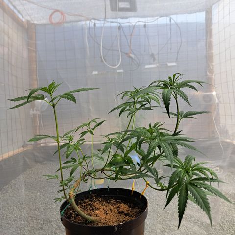Fresas y Rosas III growlog photo: Resultado del entrenamiento combinado con una poda apical
10 ramas secundarias y 2 ramas principales 