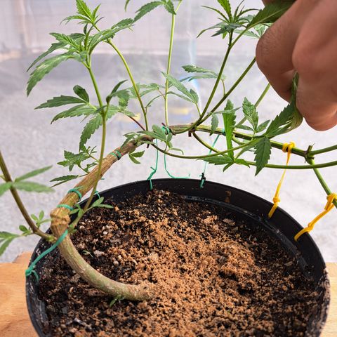 Fresas y Rosas III growlog photo: Resultados del LST (entrenamiento de bajo estrés)