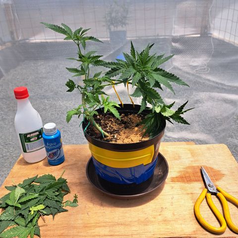Calima II growlog photo: Defoliacion de las hojas inferiores más grandes para favorecer el crecimiento de las ramas secundarias 
Trampas cromáticas para monitoreo de posibles plagas