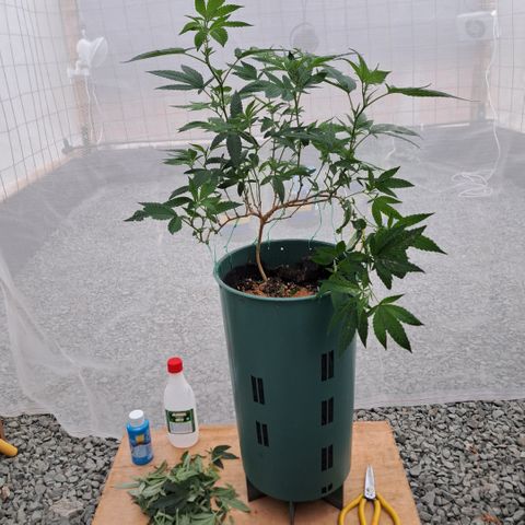 Selva Negra growlog photo: Defoliacion de las hojas inferiores más grandes para favorecer el crecimiento de las ramas secundarias 
Trampas cromáticas para monitoreo de posibles plagas.