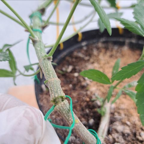 Calima II growlog photo: CONSEJO VITAL
Utilizar diferentes colores para diferenciar las guías hechas por mes.
Esto permite identificar los primeros cables para su constante revisión.
Deben aflojarse a medida de que el tallo se vaya ensanchando para evitar un estrangulamiento de la planta.
