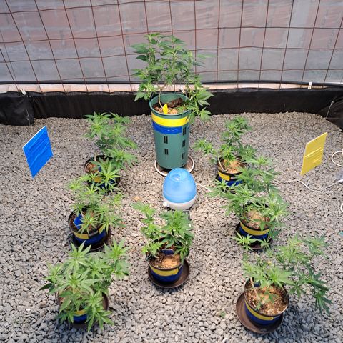 Calima II growlog photo: Monitoreo de posibles plagas con utilización de trampas cromáticas instaladas tanto en exterior como en interior de cada maceta, se instalaron dos trampas  sobre el apice de las plantas.