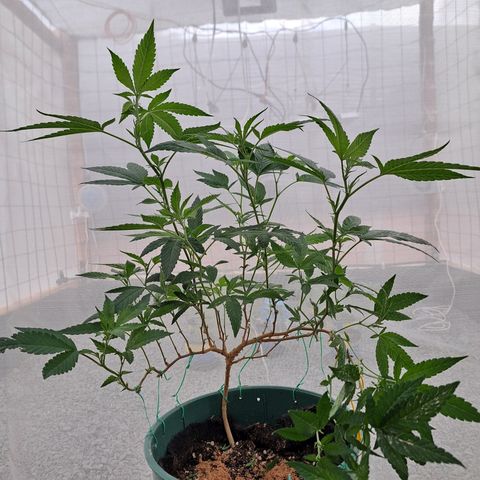 Selva Negra growlog photo: Resultado de los entrenamientos combinados con una poda apical.
13 ramas secundarias y 6 ramas principales 
