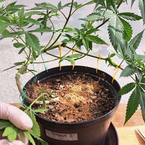 Dagga I growlog photo: Resultado del LST (entrenamiento de bajo estrés)