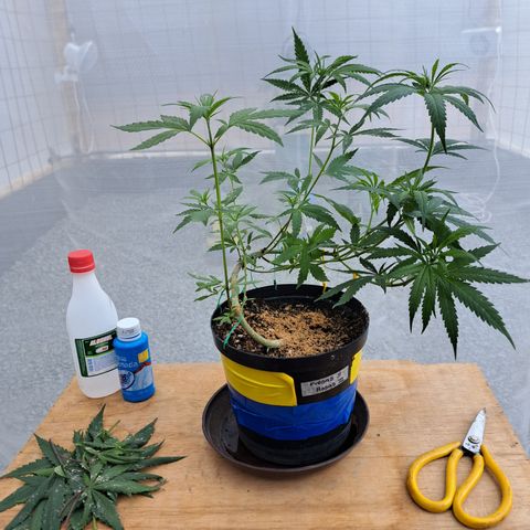 Fresas y Rosas III growlog photo: Defoliacion de las hojas inferiores más grandes para favorecer el crecimiento de las ramas secundarias 
Trampas cromáticas para monitoreo de posibles plagas.