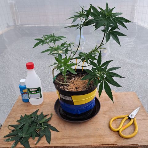 Dagga I growlog photo: Defoliacion de las hojas inferiores más grandes para favorecer el crecimiento de las ramas secundarias 
Trampas cromáticas para monitoreo de posibles plagas.