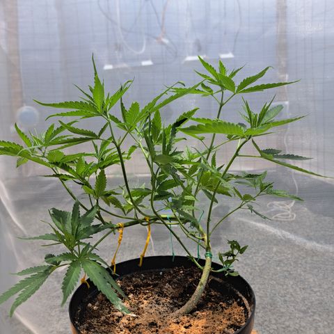 Calima I growlog photo: Resultado de los entrenamientos combinados con una poda apical
8 ramas secundarias y 4 ramas principales 