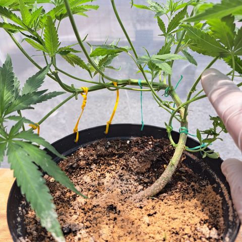 Calima I growlog photo: Resultado del LST (entrenamiento de bajo estrés)