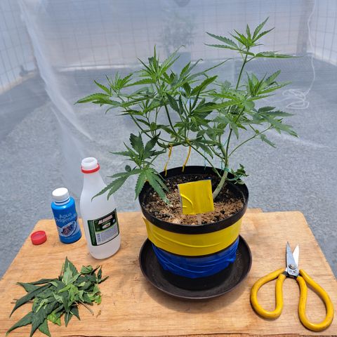 Calima I growlog photo: Defoliacion de las hojas inferiores más grandes para favorecer el crecimiento de las ramas secundarias 
Trampas cromáticas para monitoreo de posibles plagas.
