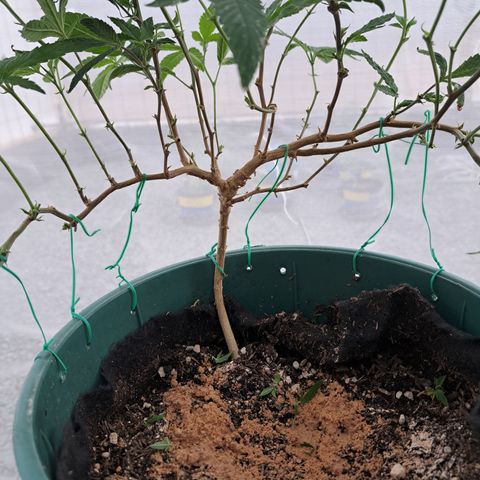 Selva Negra growlog photo: Resultado del LST (entrenamiento de bajo estrés)