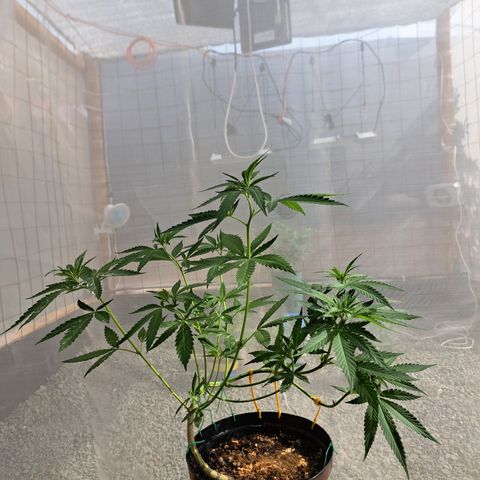 Fresas y Rosas II growlog photo: Resultado de los entrenamientos combinados con una poda apical
9 ramas secundarias y dos principales 