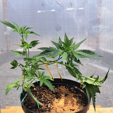 Calima II growlog photo: Resultado del entrenamiento combinado con una poda apical
5 ramas secundarias y dos ramas principales 