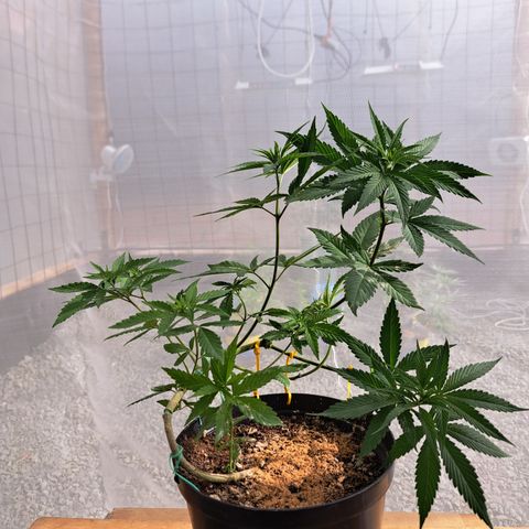 Dagga I growlog photo: Resultados de los entrenamientos combinados con una poda apical
8 ramas secundarias y dos ramas principales.