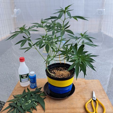 Fresas y Rosas II growlog photo: Defoliacion de las hojas inferiores más grandes para favorecer el crecimiento de las ramas secundarias 
Trampas cromáticas para monitoreo de posibles plagas.