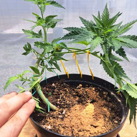 Calima II growlog photo: Resultado del LST (entrenamiento de bajo estrés)