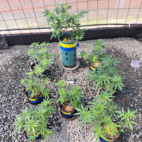 Calima II growlog timeline photo