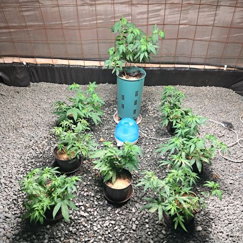Calima II growlog photo: A 20 días de su floración 