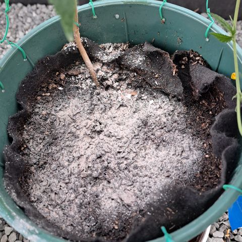 Calima II growlog photo: Preparación del pan de raíces principal
Dos semanas antes del trasplante a la maceta definitiva se agrega superficialmente al sustrato harina de calcio la cual estará disponible para la planta cuando entre en su etapa de floración.
