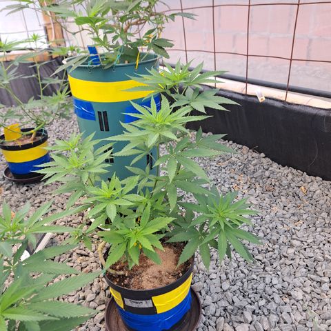 Dagga I growlog timeline photo