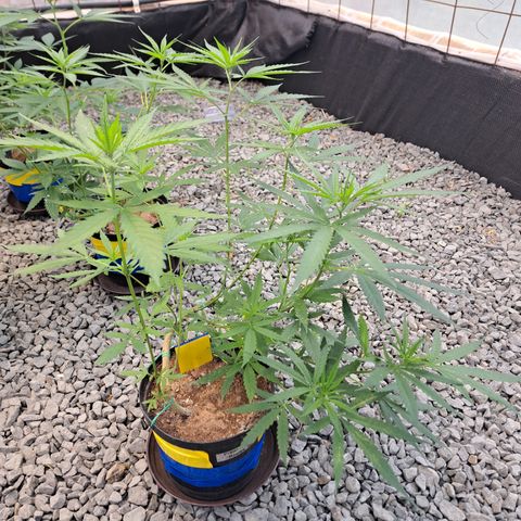 Fresas y Rosas III growlog timeline photo