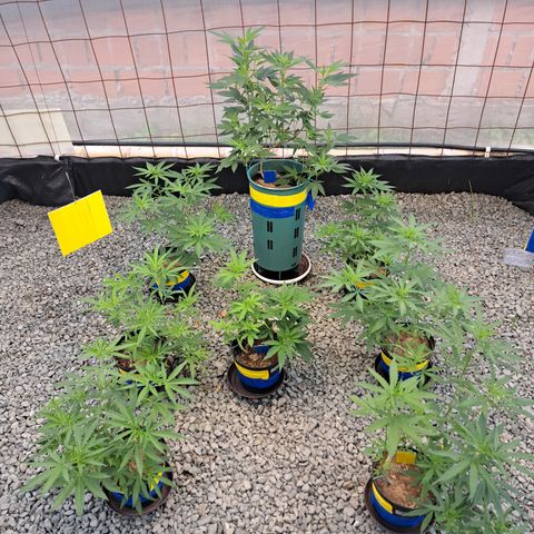 Calima II growlog photo: A una semana de su trasplante a maceta definitiva