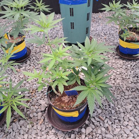 Calima II growlog timeline photo