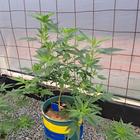 Selva Negra growlog timeline photo