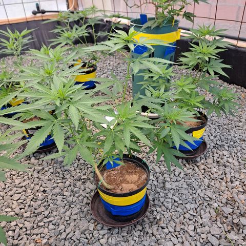 Fresas y Rosas II growlog timeline photo