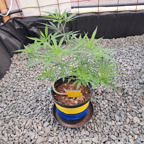 Sativa CBD growlog timeline photo