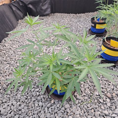 Calima I growlog timeline photo