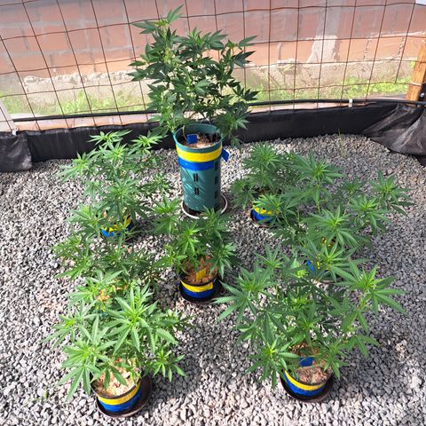 Calima II growlog timeline photo