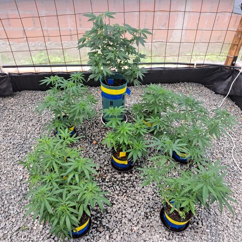 Calima II growlog timeline photo