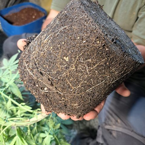 Calima II growlog photo: Resultados de pan de raíces e incorporación de microorganismos en Suelo Vivo.